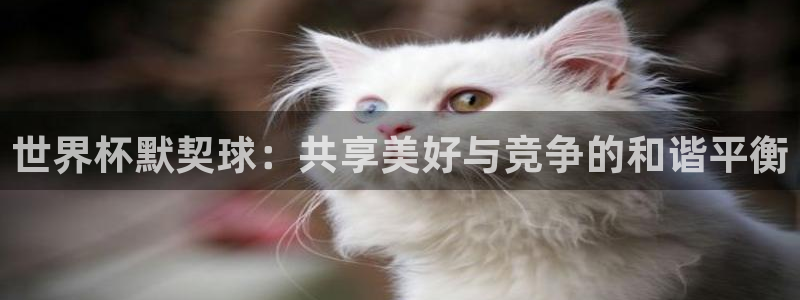世预赛直播:世界杯默契球:共享美好与竞争的和谐平衡