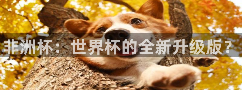 世界杯决赛圈球队:非洲杯:世界杯的全新升级版?